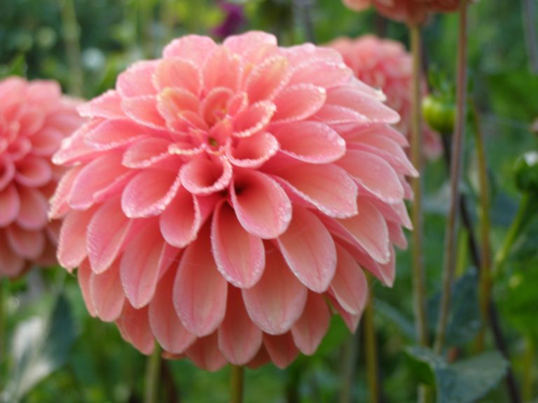 105_ROSE_TOSCANO_dar.jpg