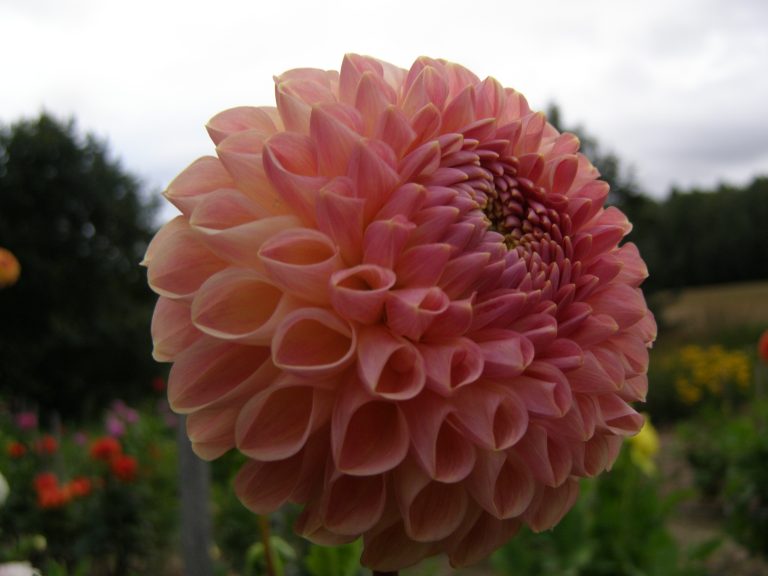 107_CLEARVIEW_PEACHY.jpg