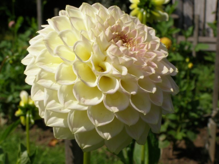 10_CREAM_DIANE_1.jpg