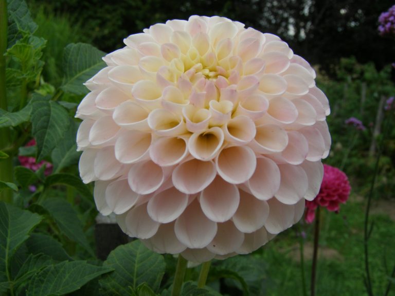 122_CAMANO_ZOE.jpg