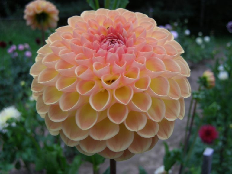 124_RYECROFT_DELIGHT.jpg