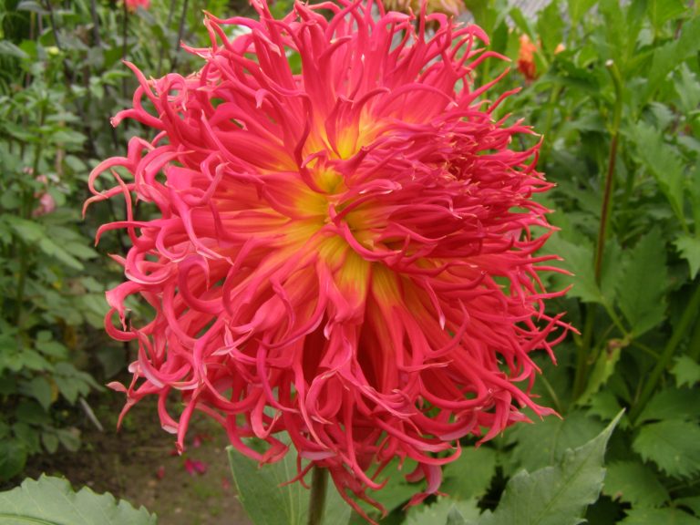 134_SANDIA_CHOMANCHE.jpg