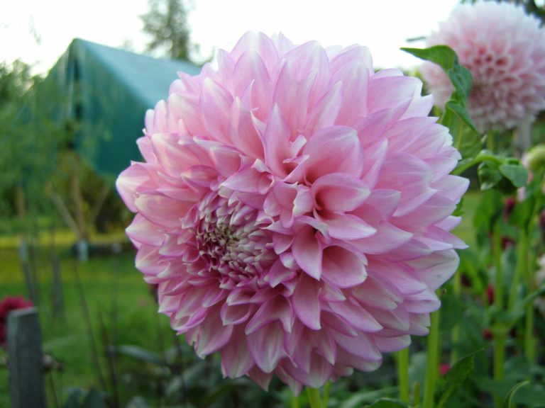 135_MALTBY_PEARL_2.jpg