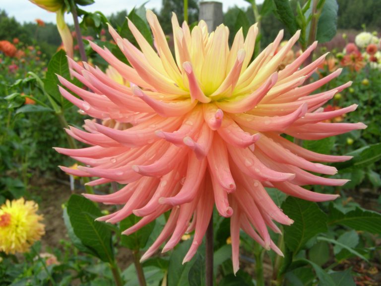140_HOLLYHILL_PEACH_KEEN.jpg