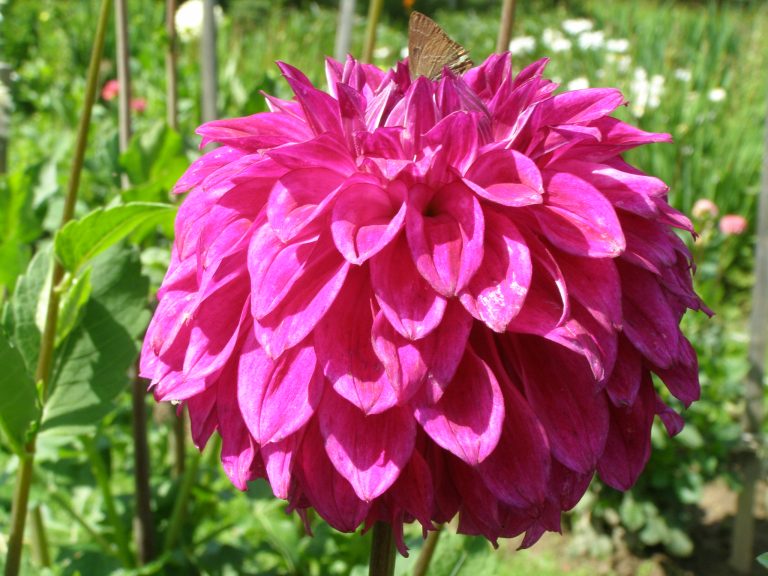 160_HAPET_ULTRAVIOLETT.jpg