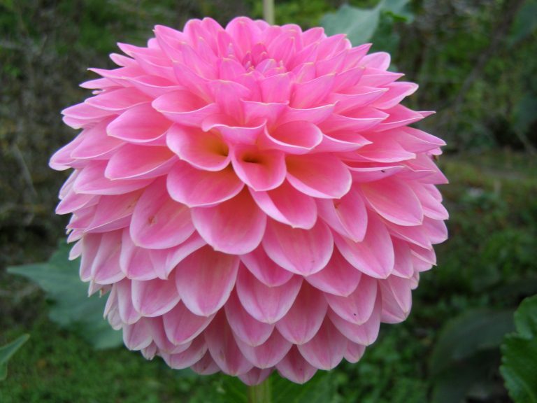 165_PINK_SUFFUSION.jpg
