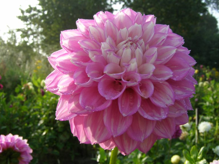 174_WBS_LAVENDER_ICE.jpg