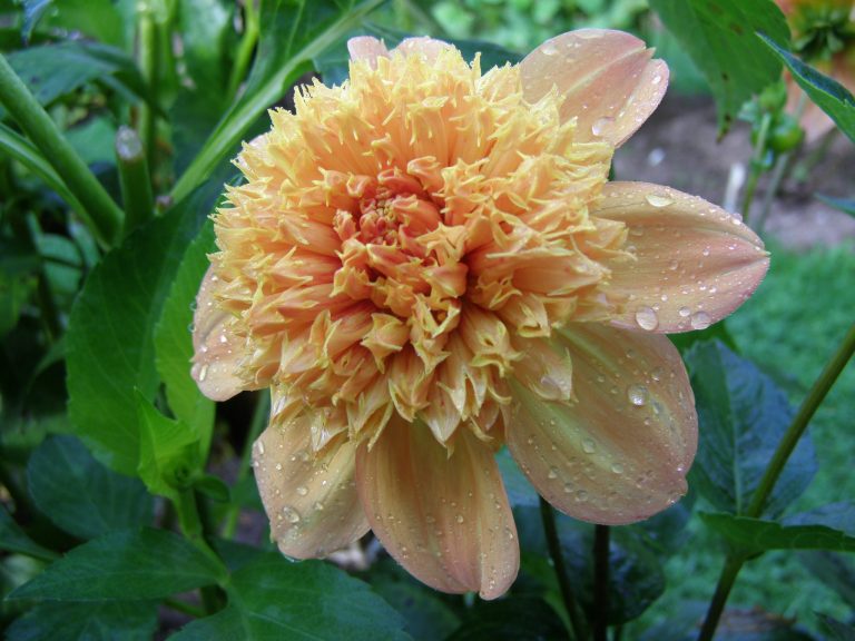 178_SANDIA_20BROCADE.jpg
