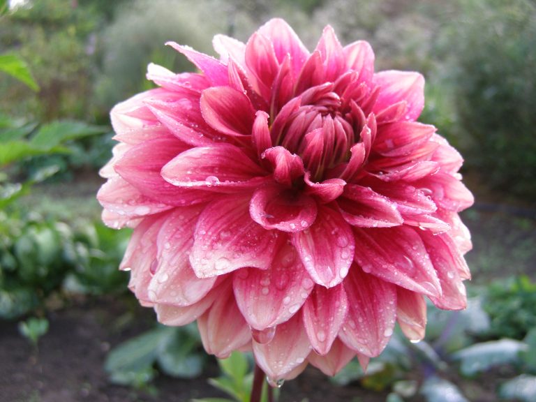 185_BLOOMQUIST_YORK.jpg
