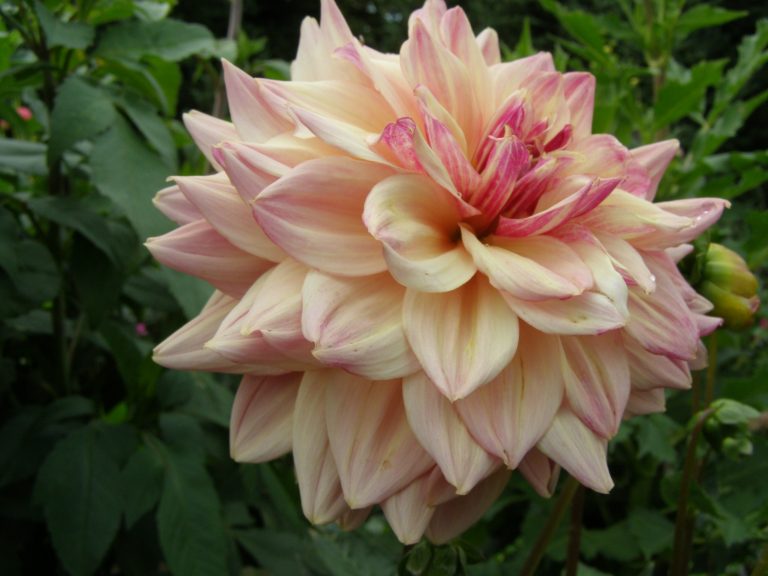 208_MYSTIC_PINK.jpg