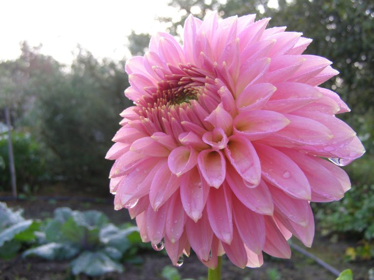 209_BLOOMQUIST_PINK_PARFAIT.jpg