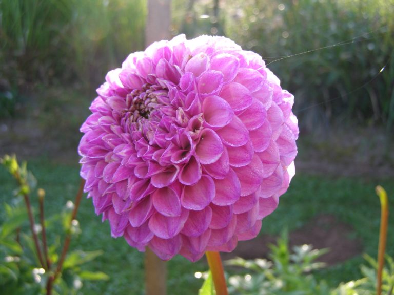 225_ROBANN_ROYAL.jpg