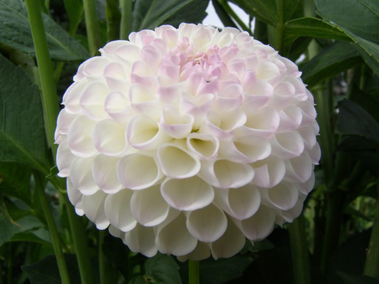 234_HOLLYHILL_MISS_WHITE.jpg
