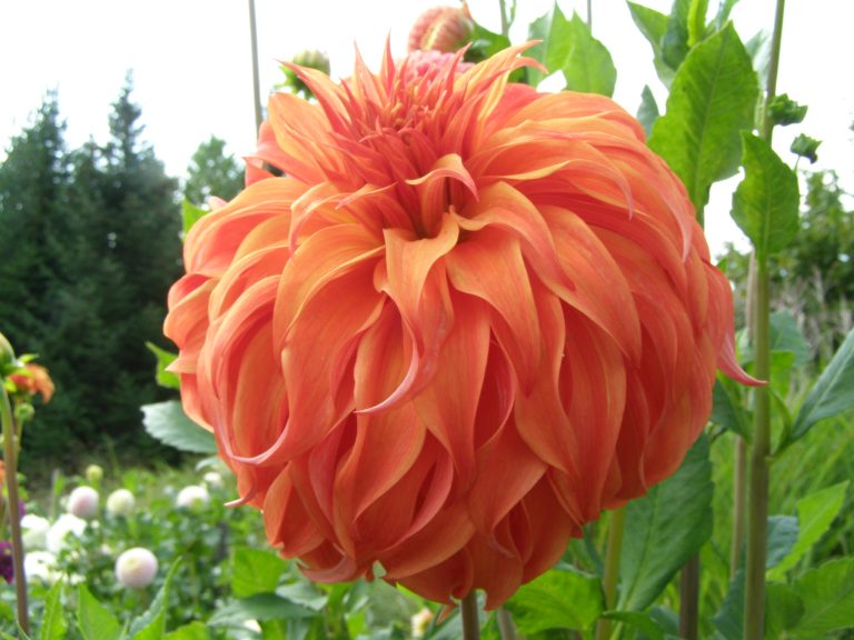24_BLOOMQUIST_JEAN_dar.jpg