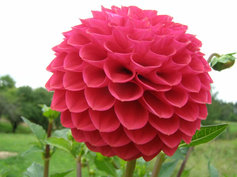 309_HAPET_RASPBERRY_1.jpg