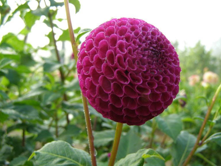 30_AURWENS_VIOLET_1.jpg