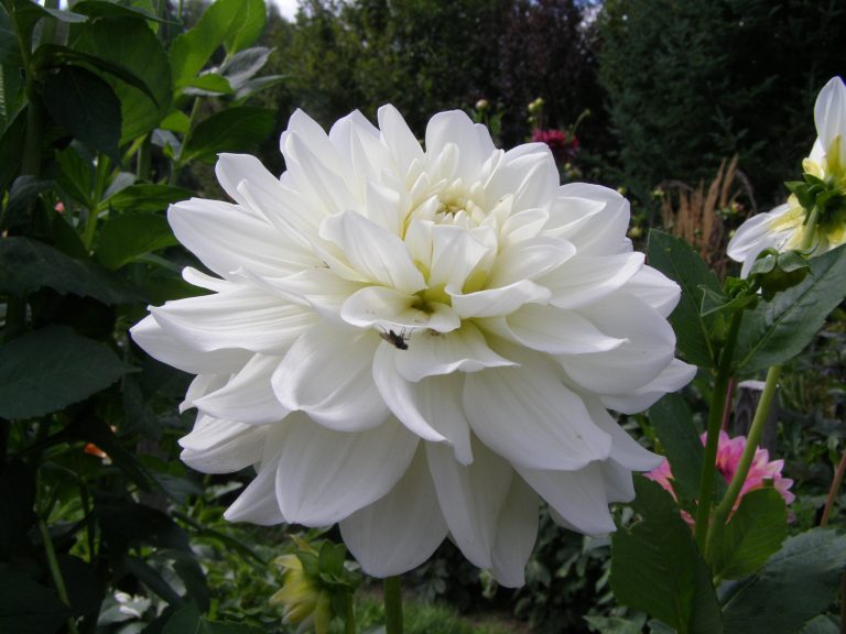 341_WHITE_NIGHTS_3.jpg