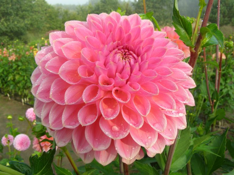 39_HAPET_SALMON_ROSE_1.jpg