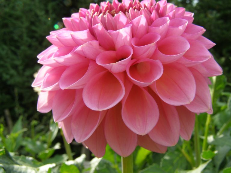 43_WESTERTON_PEARL_1.jpg