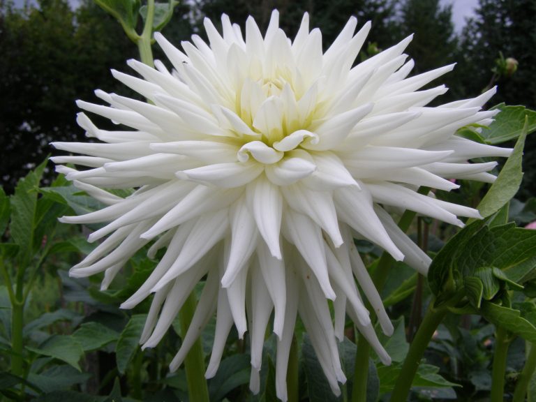 45_WHITE_VALS_CANDY.jpg