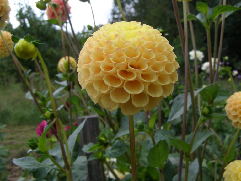 465_GLENBANK_HONEYCOMB_.jpg