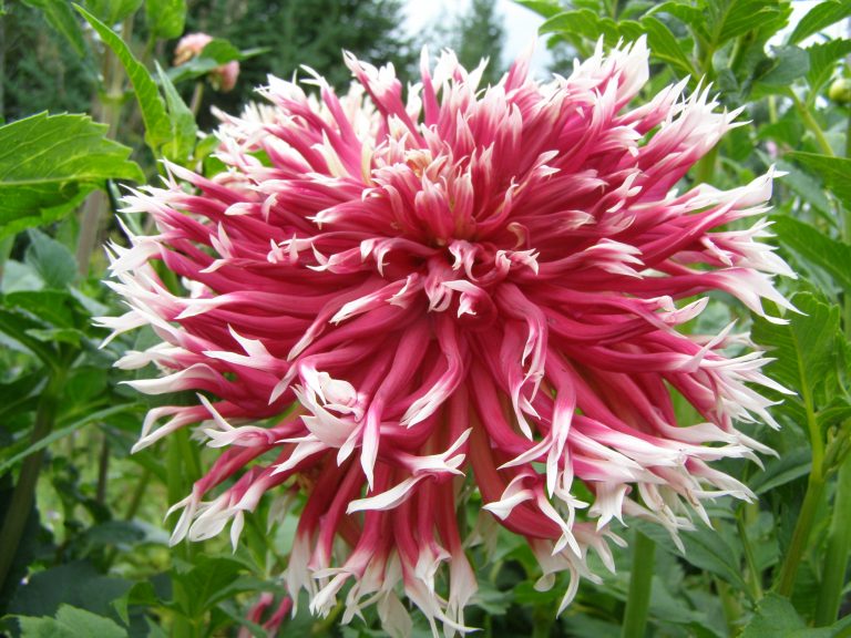 50_SANDIA_WARBONET.jpg