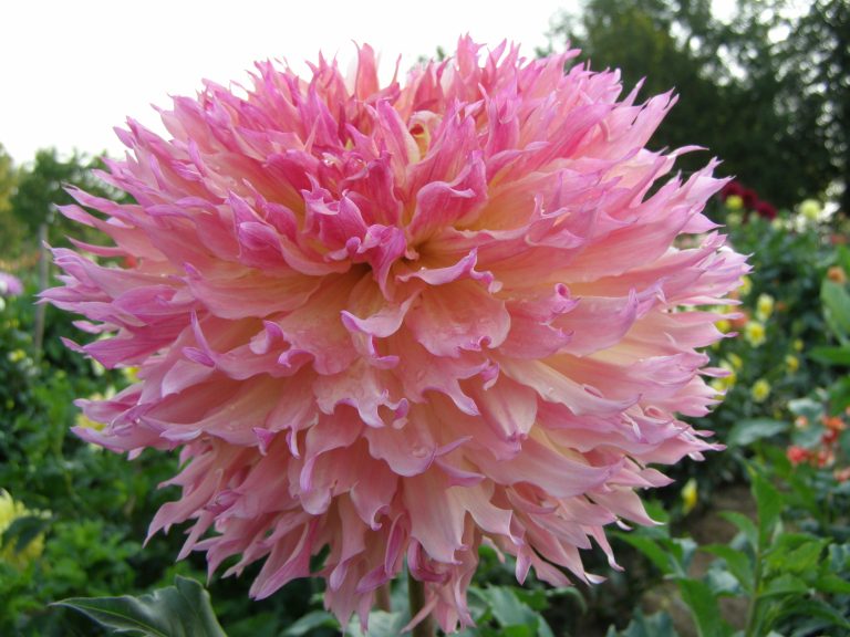 549_MYRTLES_FOLLY.jpg