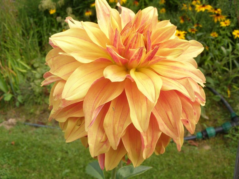 54_GOLDEN_PEACH_1.jpg