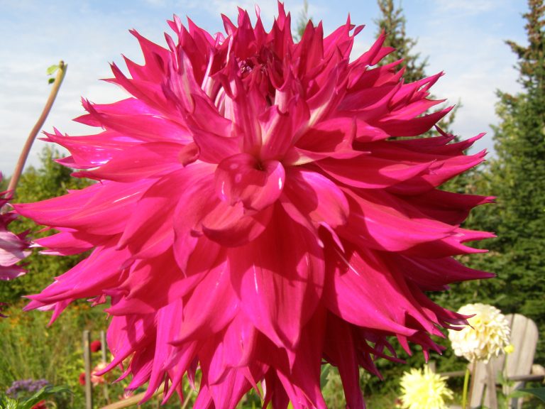 556_FANTASTE_DU_CAPE.jpg