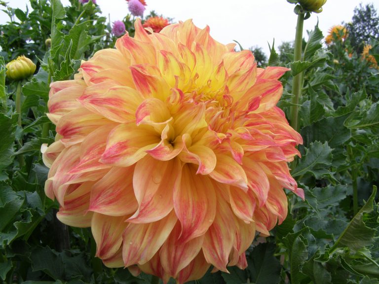 559_EL_SOL_1.jpg