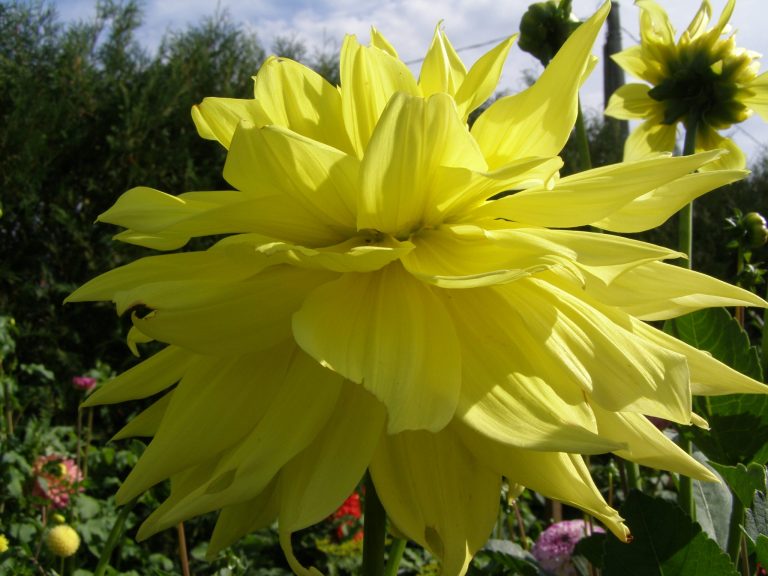 595_HAPET_SUN_2.jpg