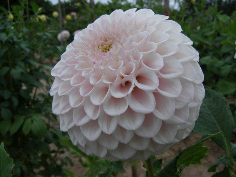 61_PINK_PEARL.jpg