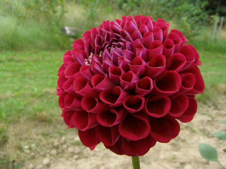 64_JOWEY_ANOUSHKA.jpg