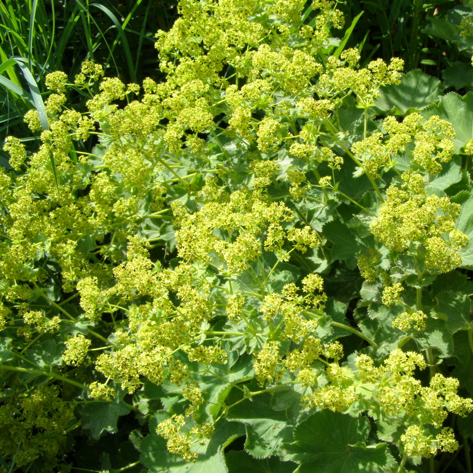 charset=InvalidCharsetId Alchemilla molis SENIOR