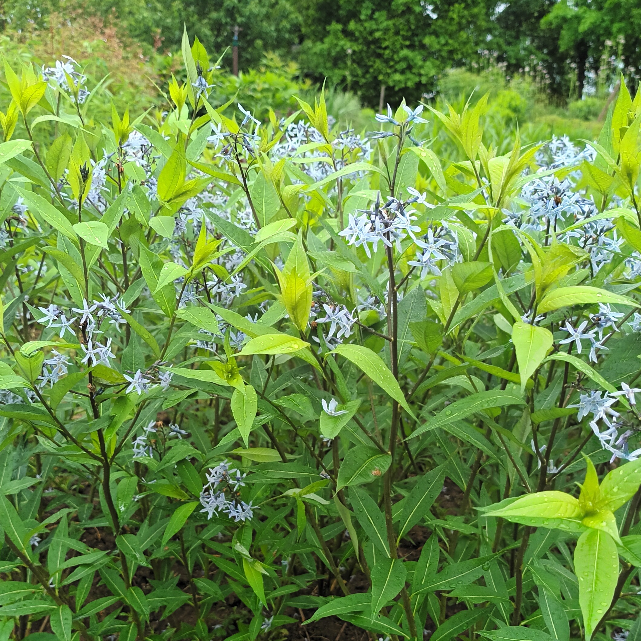Amsonia tabern. var. salicifolia