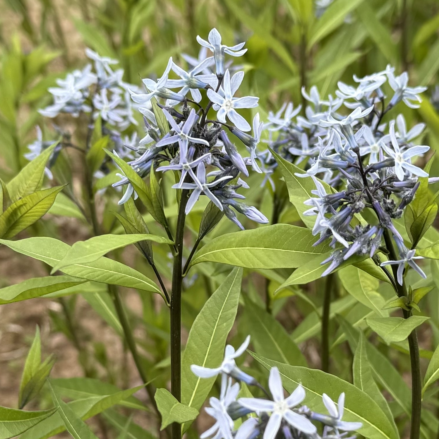 Amsonia tabernaemontana var. salicifolia. Silvos Jankauskaitės nuotr.