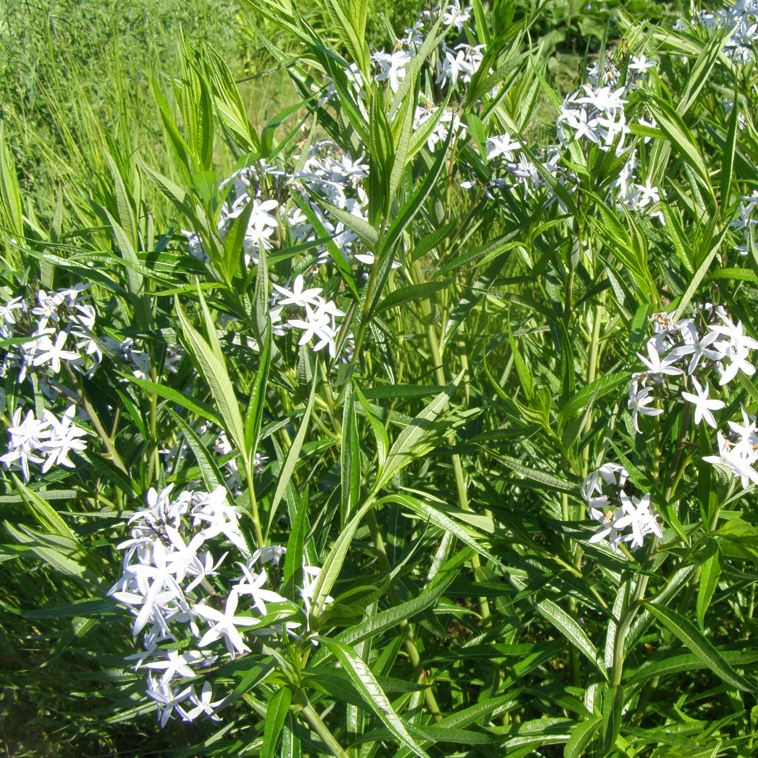 charset=InvalidCharsetId Amsonia tabernaemontana žydi