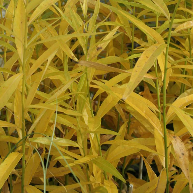 Amsonia tabernaem. var. salicifolia