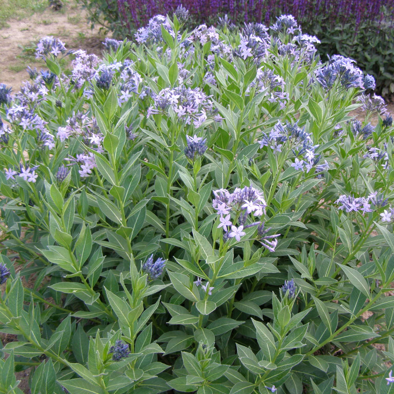 charset=InvalidCharsetId Amsonia tabernaemontana BLUE ICE