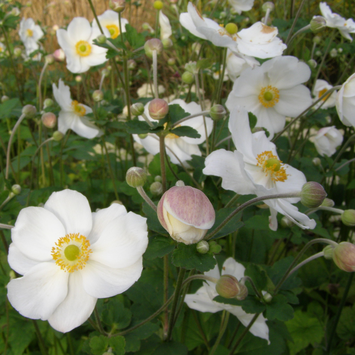 Anemone ANDREA ATKINSON