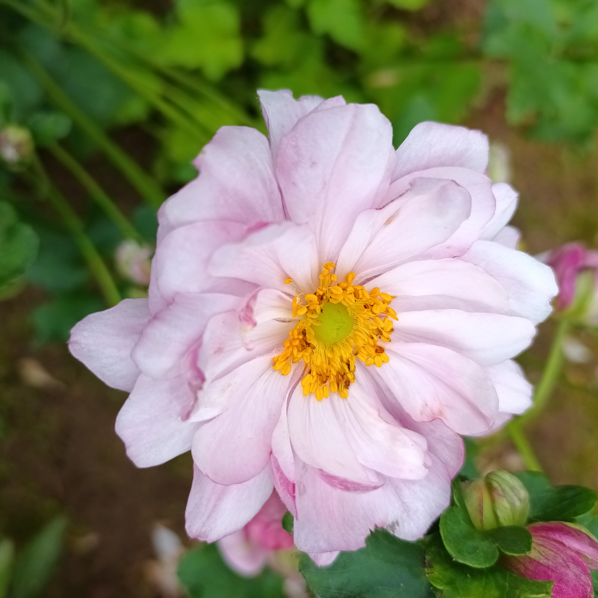 Anemone Monte Rose