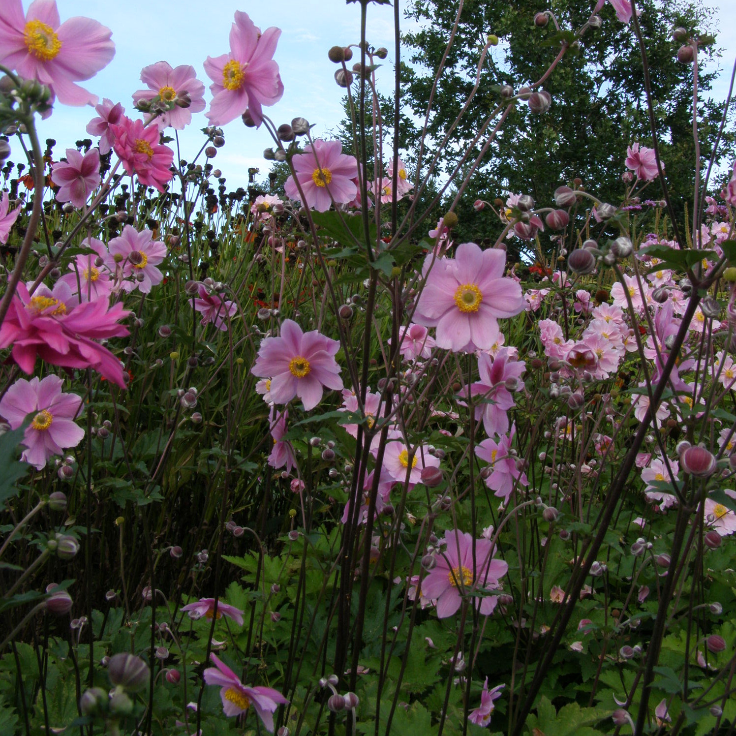 Anemone Serenada