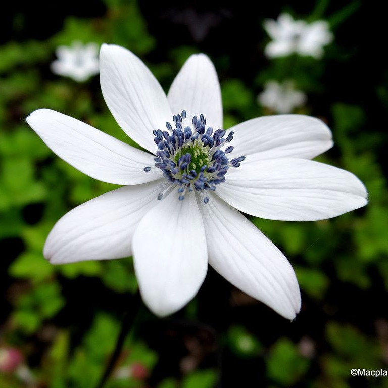 Anemone rivularis