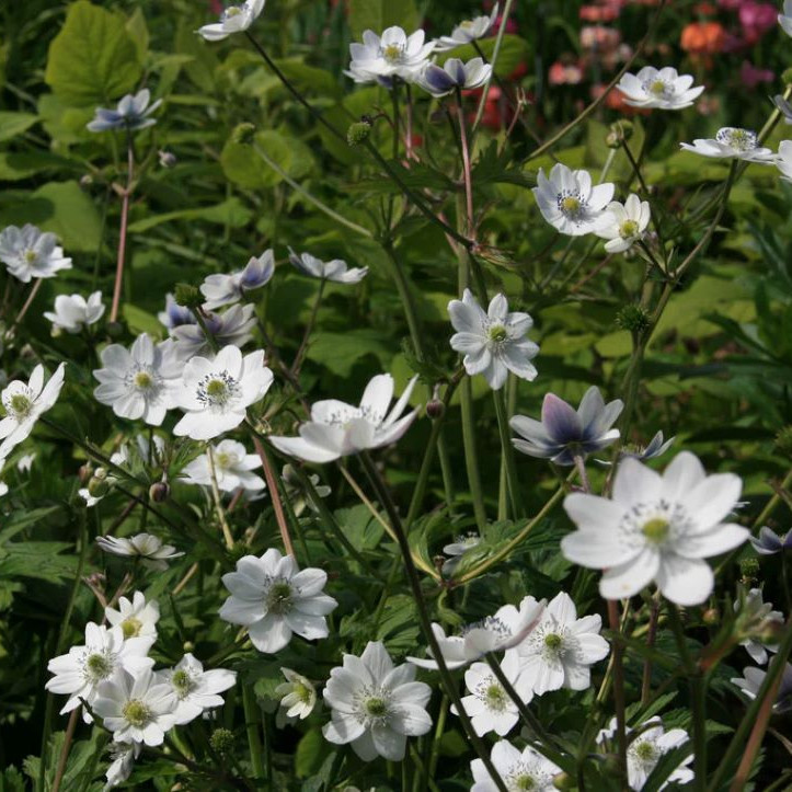 Anemone rivularis