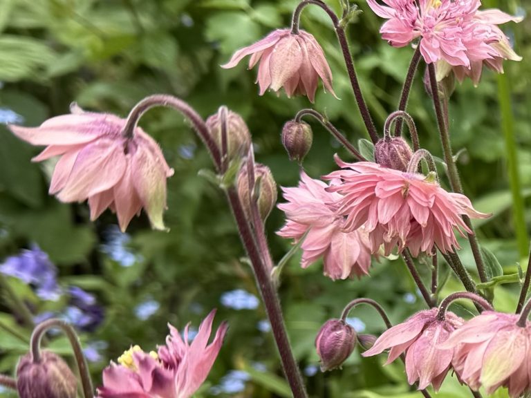 Aquilegia vulgaris mix_10