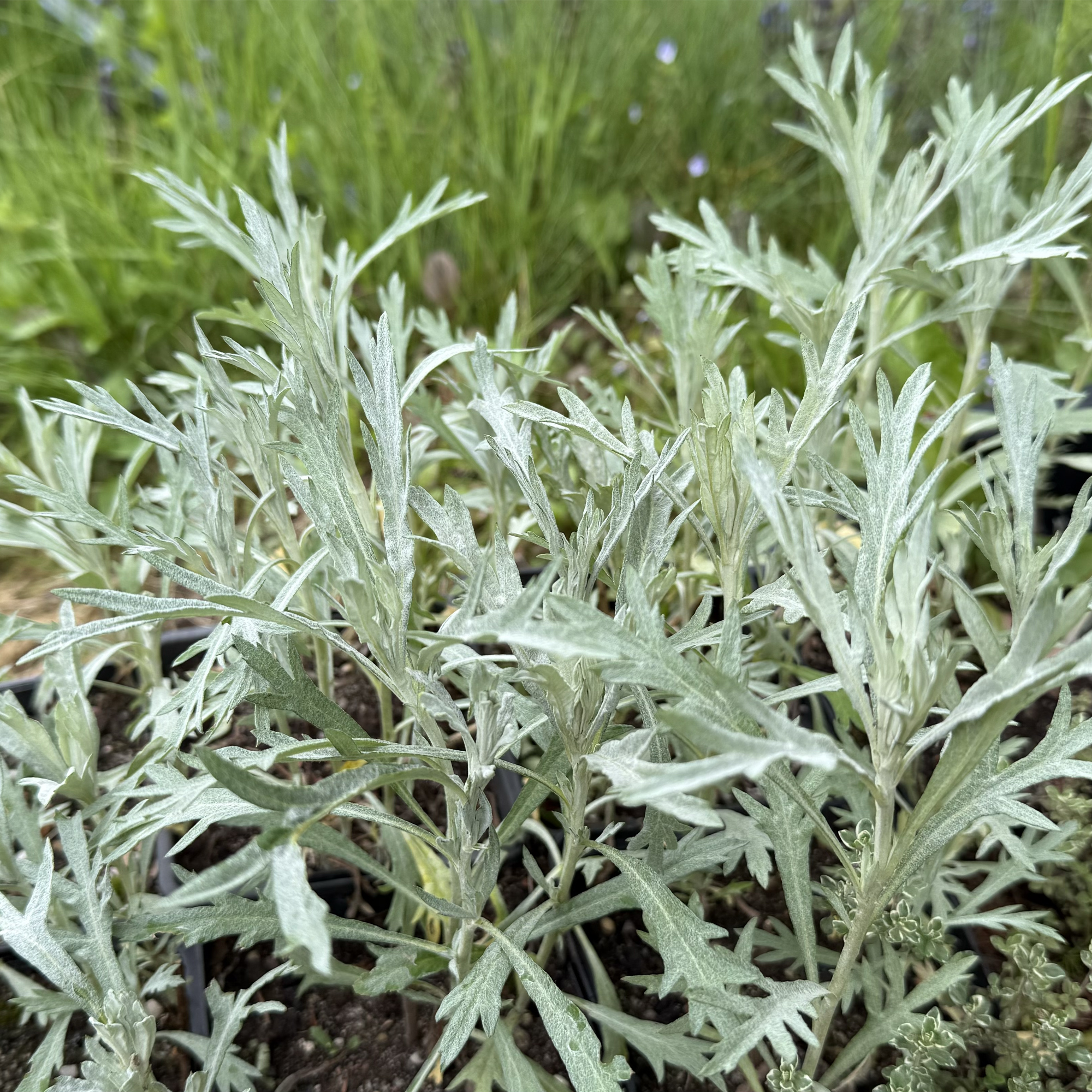 Baltasis kietis SILVER QUEEN. Silvos Jankauskaitės nuotr.