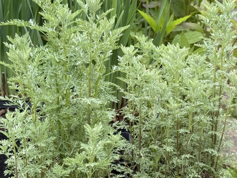 Artemisia pontica (Pontinis kietis)_2
