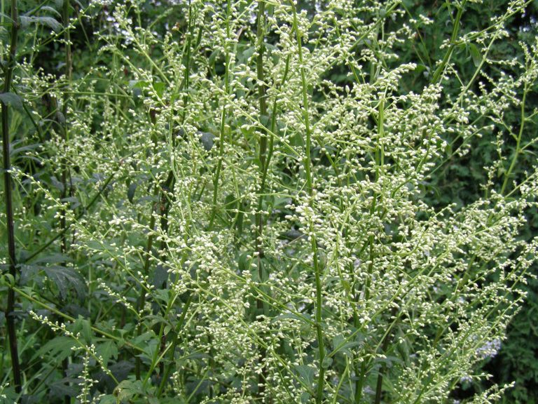 Artemisia_lactiflora_WEISE_DAME