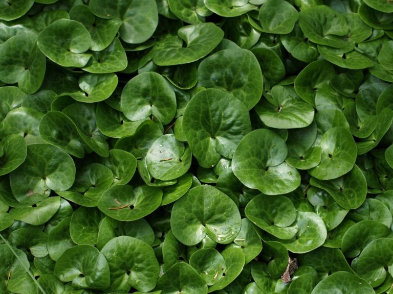 Asarum_europaeum_1