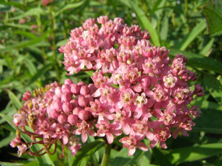 Asclepias_incarnata_CINDERELLA